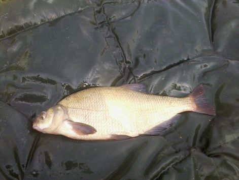 1.85_kg.jpg 1.85_kg.jpg